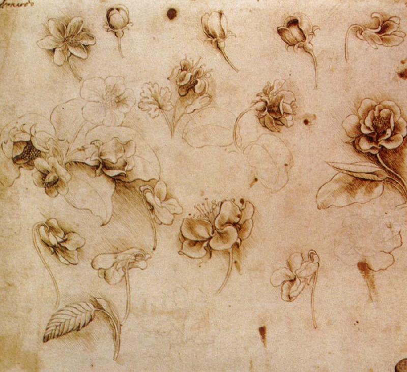 Flower Studies, Leonardo  Da Vinci